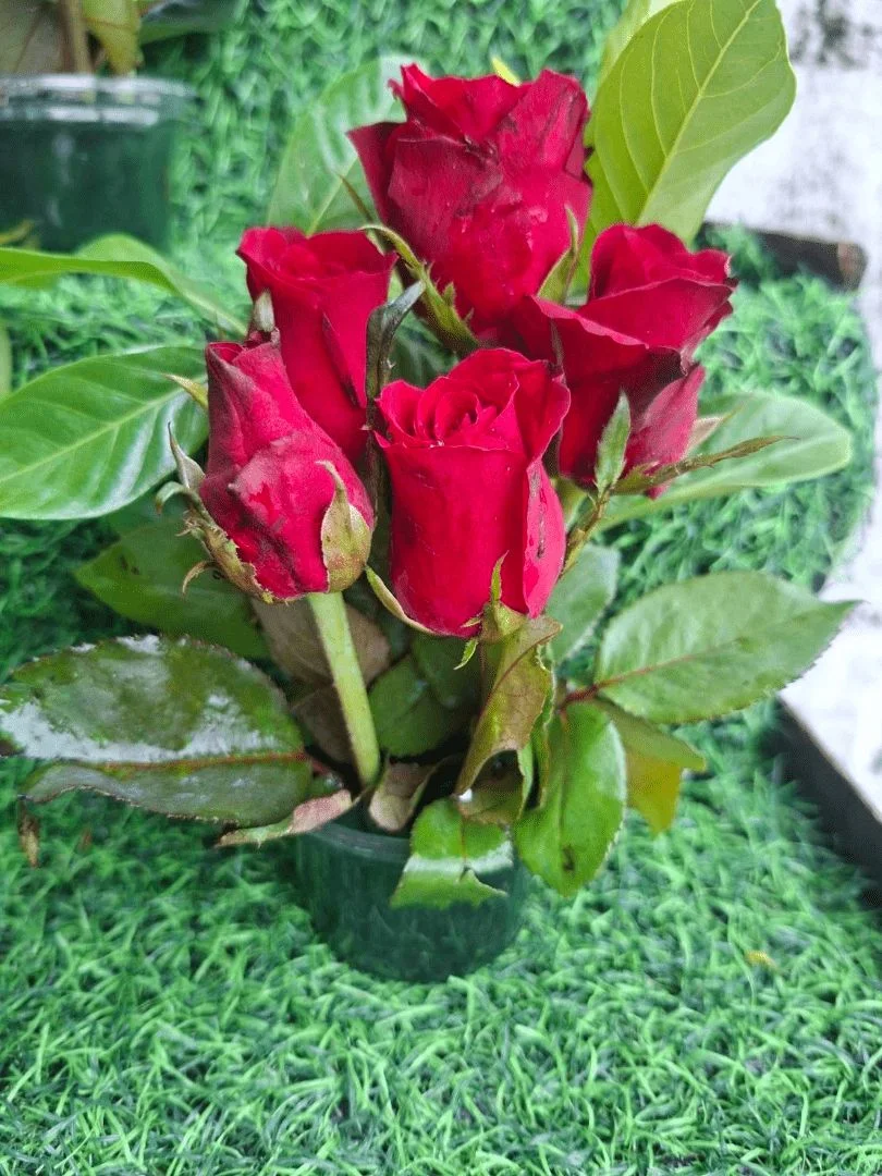 กุหลาบ 5 ดอก